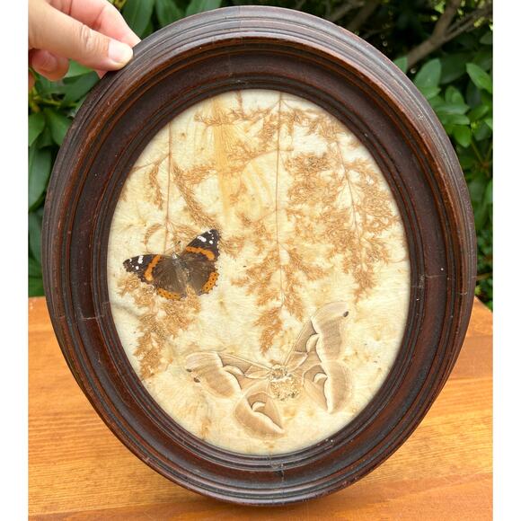 Vintage pressed butterfly and flower simple oval wood frame bubble glass - Picture 1 of 16